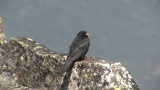 Video of Yellow-billed Chough - Yellow-billed Chough fly in the sky in Bulgarian mountains